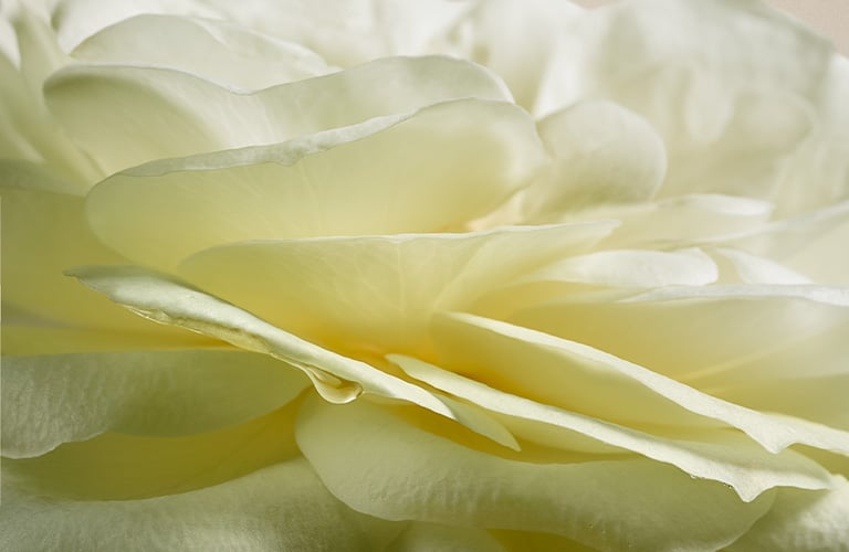 Foto con fondo beige claro. Primer plano de una flor blanca con múltiples pétalos y tallo verde visible en la parte inferior.